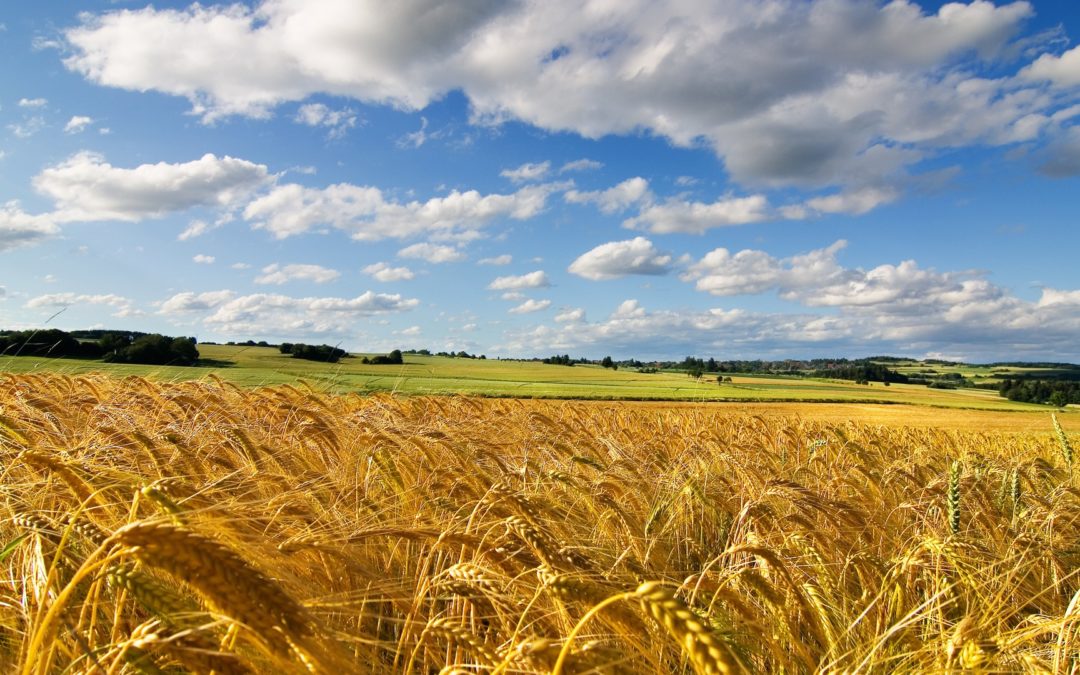 Quaderno di campagna / Operazioni colturali